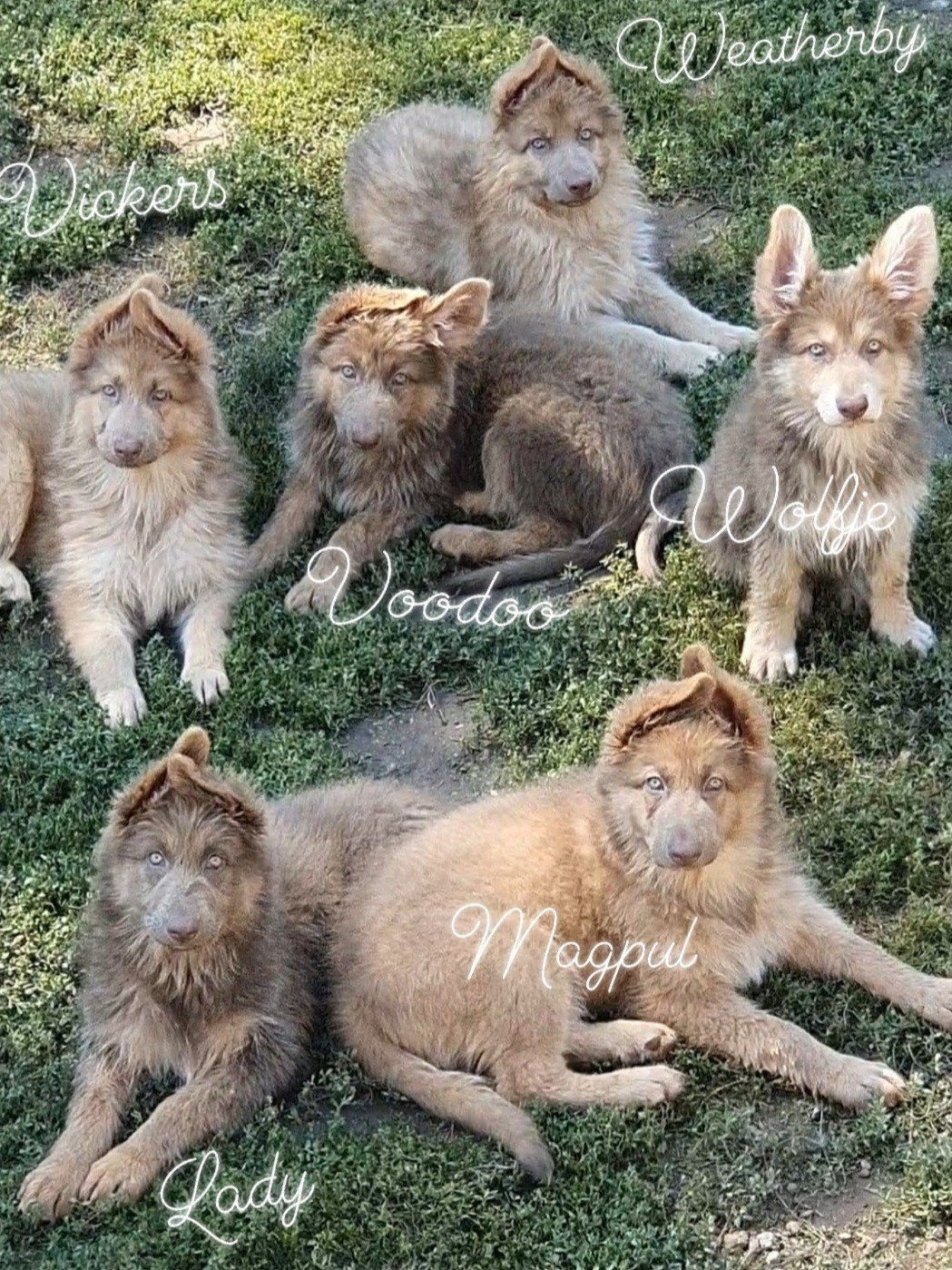 Langhaar Duitse Herder pups in isabella (lilac)  kleur, Dieren en Toebehoren, Honden | Herdershonden en Veedrijvers, 8 tot 15 weken