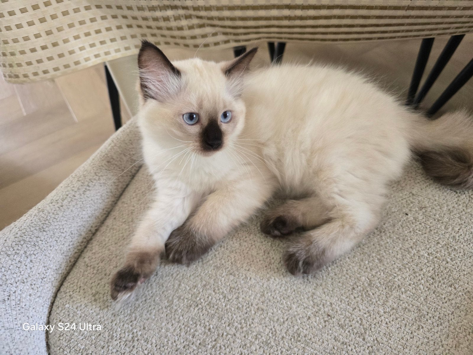 Raszuivere Ragdoll kitten van Mirza&Maysa
(bleupoint), Dieren en Toebehoren, Katten en Kittens | Raskatten | Korthaar, Meerdere dieren