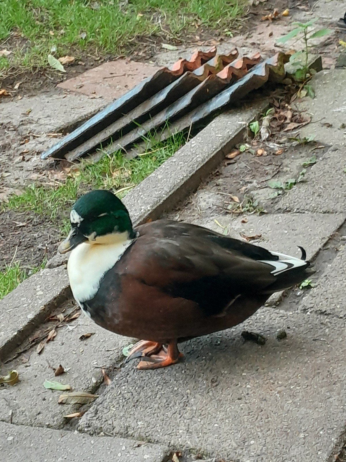 Kwakers, woerdjes, Dieren en Toebehoren, Meerdere dieren, Eend