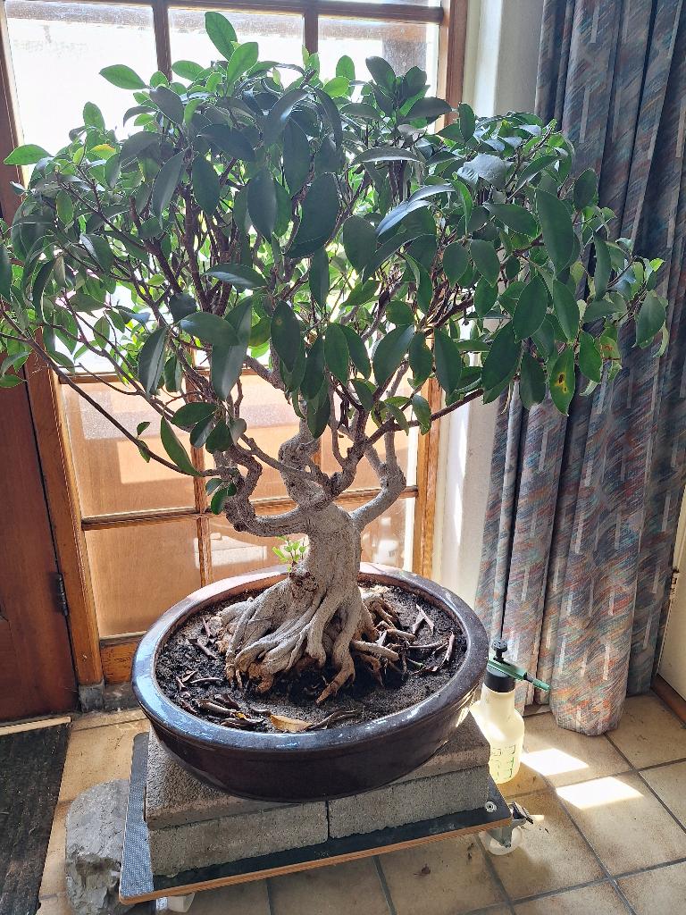 Ficus, Huis en Inrichting, Kamerplanten, Ophalen, Ficus, Halfschaduw, In pot