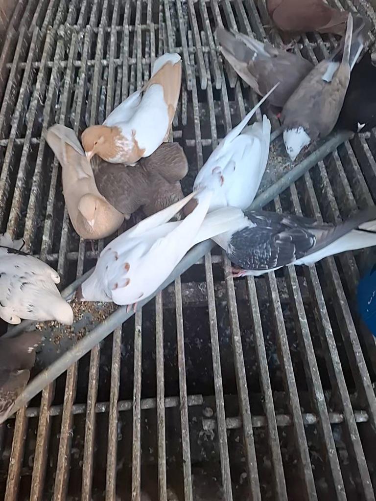 Mooie groep diverse duiven te koop, Dieren en Toebehoren, Vogels | Duiven, Meerdere dieren