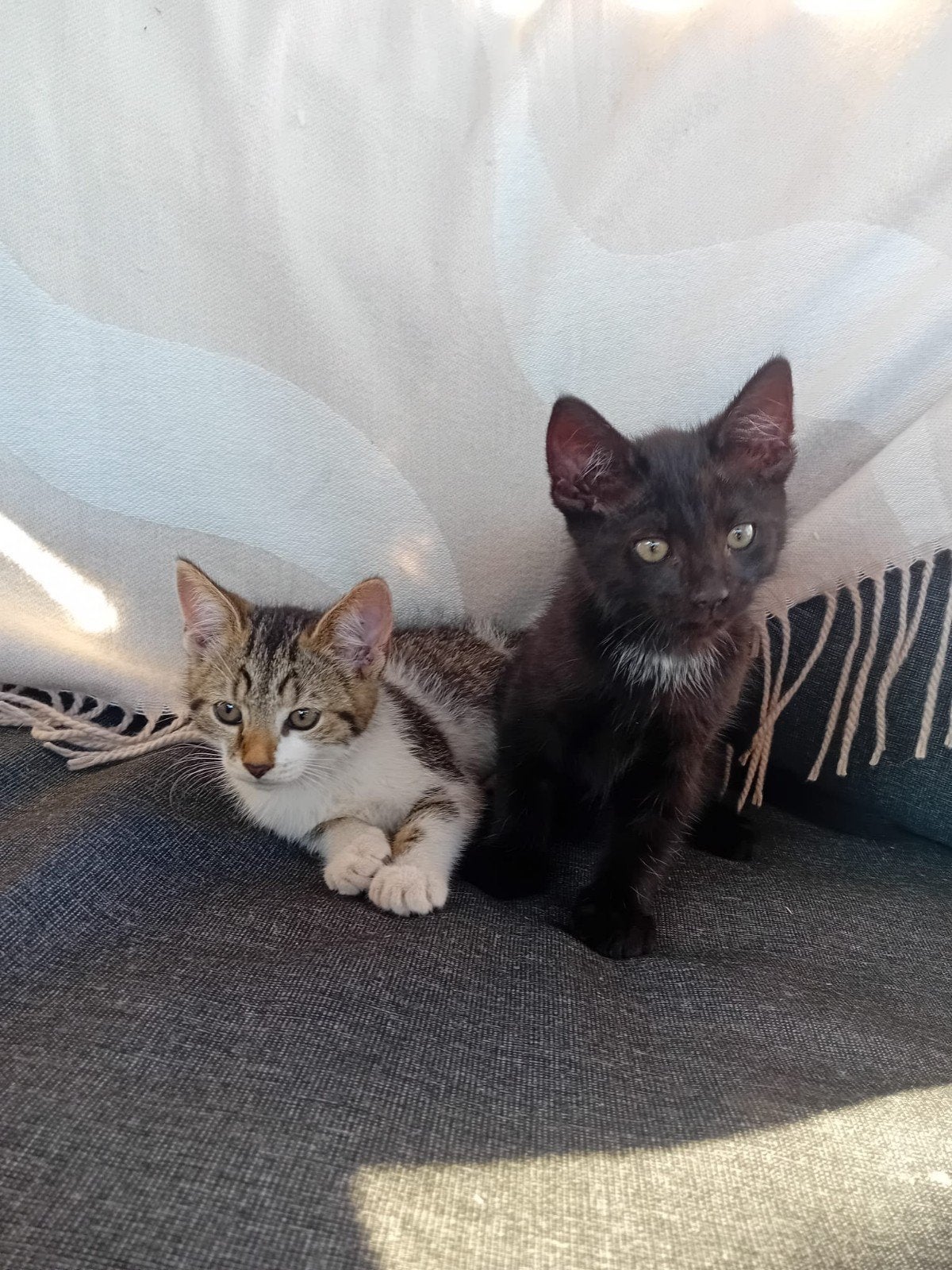 Kittens nog een zwarte kitten is een kater en de ren poesje, Dieren en Toebehoren, Meerdere dieren, Kortharig, 0 tot 2 jaar