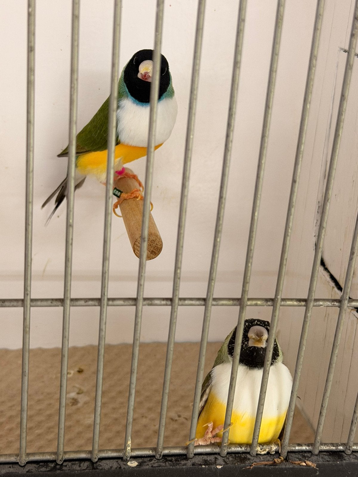 Koppel zwartkop witborst gouldamadines, Dieren en Toebehoren, Meerdere dieren