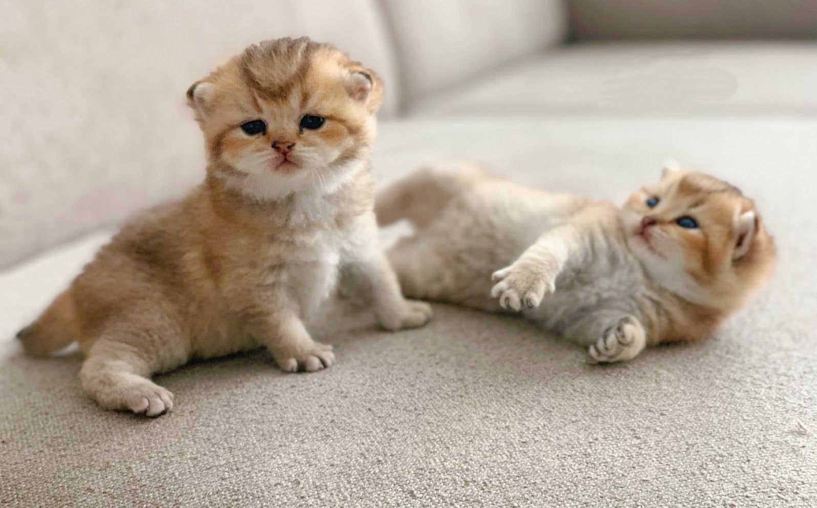 Knappe Britse korthaar black golden shaded kittens poesjes, Poes, Gechipt, 0 tot 2 jaar