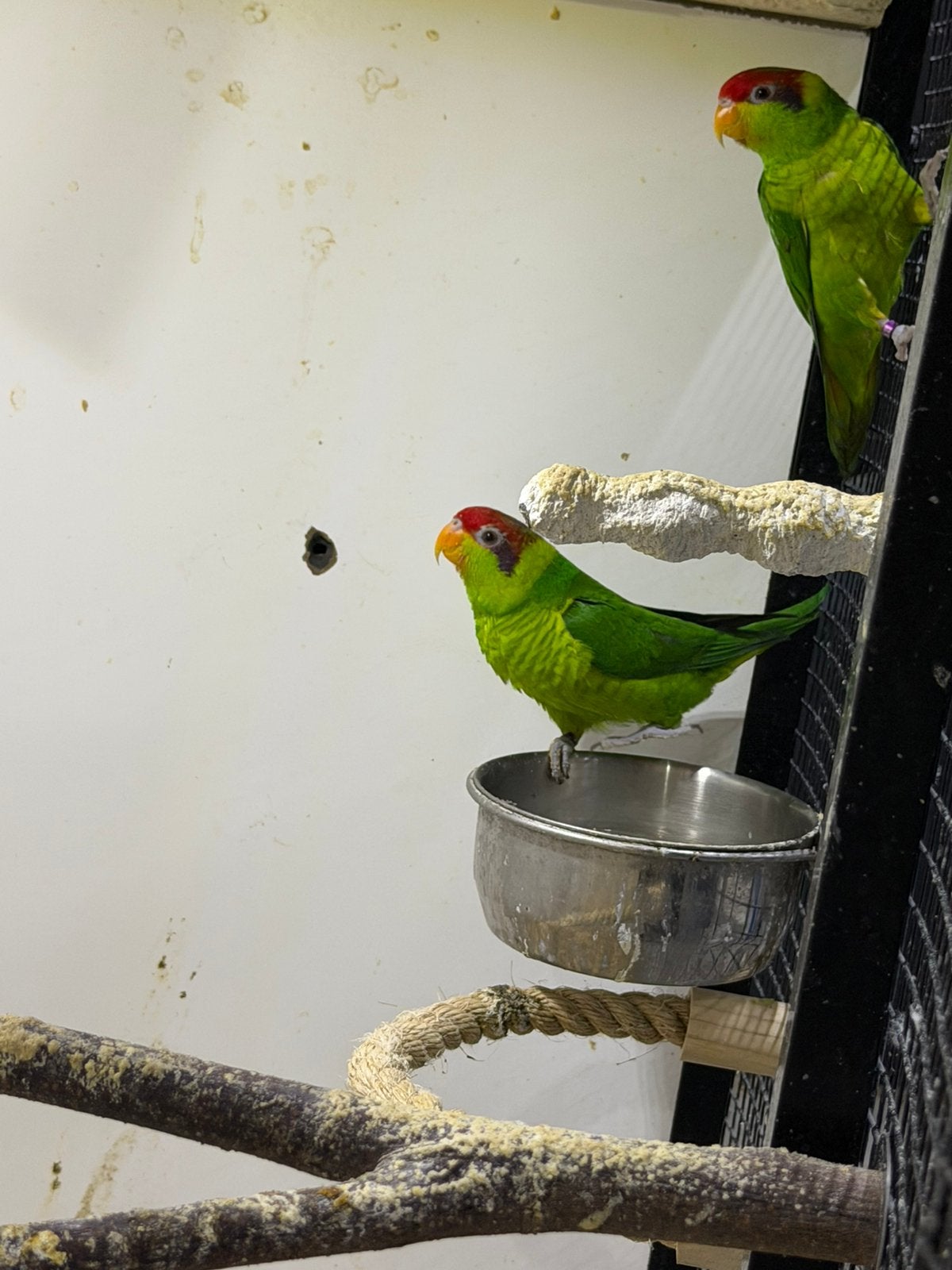 Koppeltje iris lori bewezen, Dieren en Toebehoren, Meerdere dieren, Papegaai