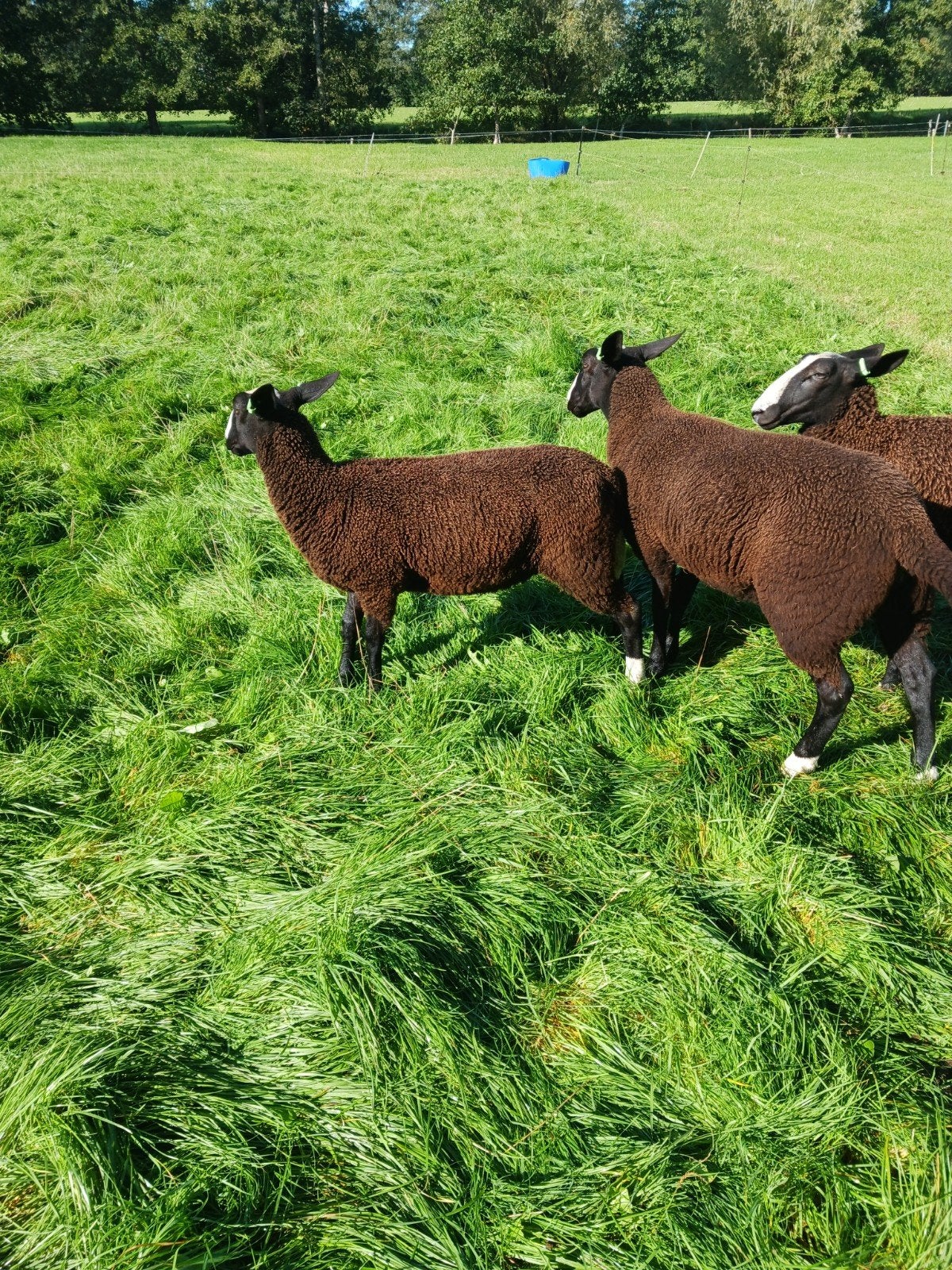Zwartbles ooilammeren en shetlander  drachtig van appaloosa, Schaap