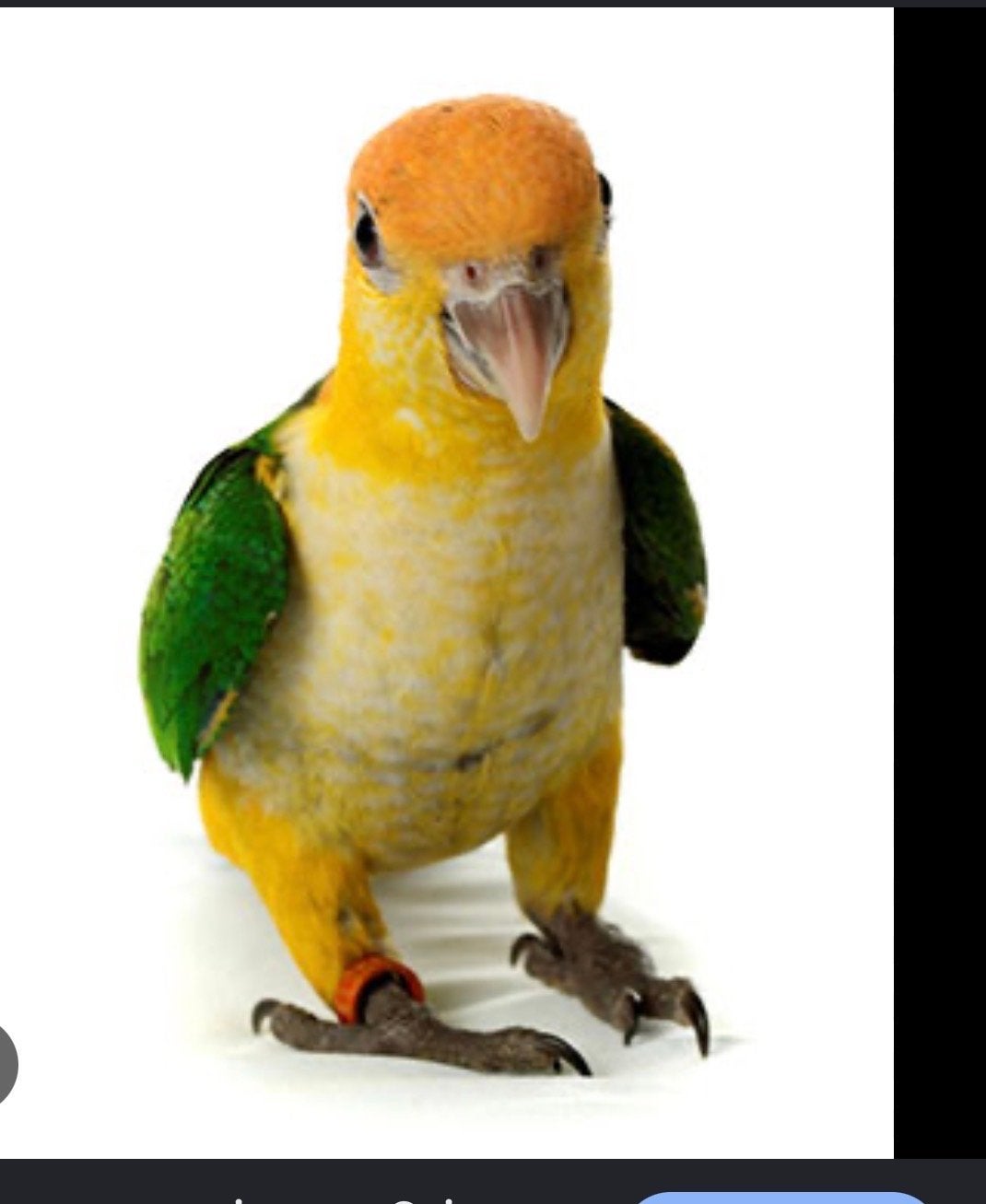 Gezocht: Jonge Caiqueo of papagaai, Mannelijk, Papegaai, Tam