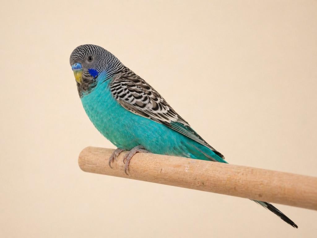 Blackface split blackwing Man, Dieren en Toebehoren, Vogels | Parkieten en Papegaaien