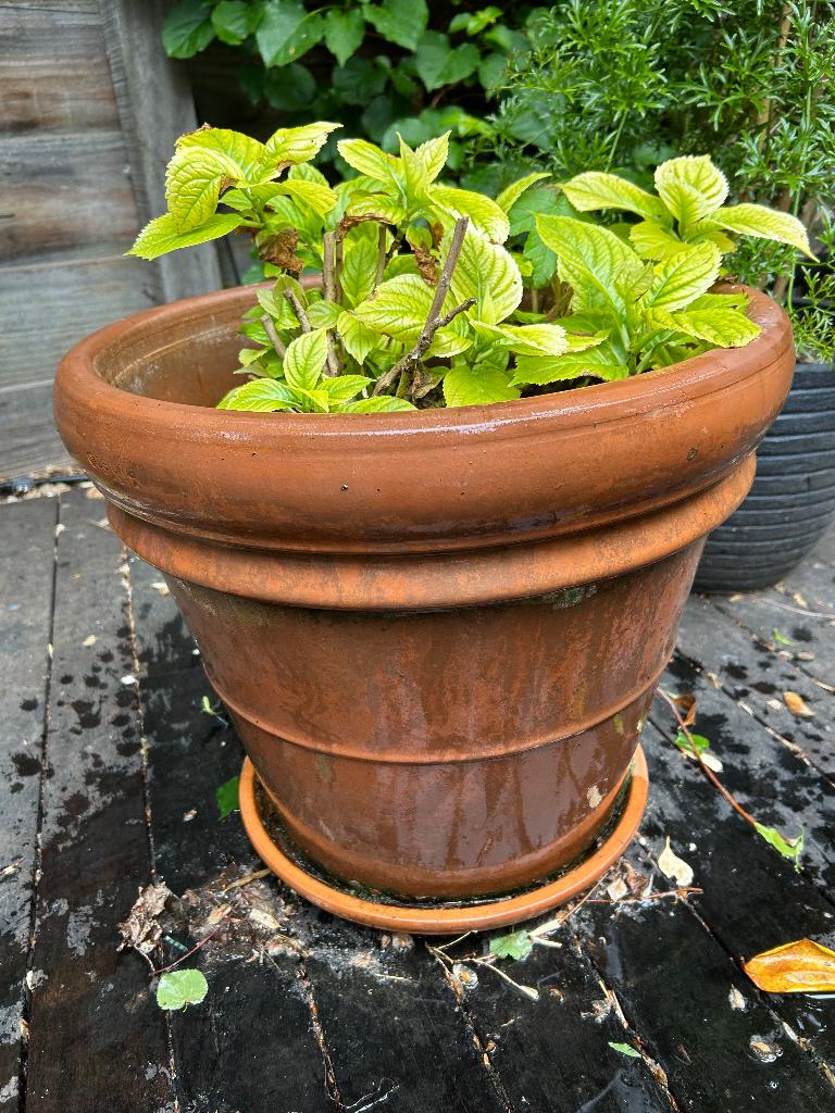 Grote terracotta pot, Ophalen, 40 cm of meer, Rond, Zo goed als nieuw