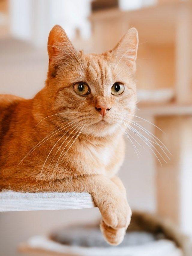 Katten oppas, Ophalen of Verzenden