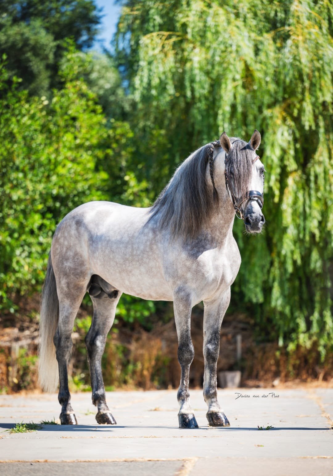 Prachtige 5 jarige PRE hengst, Dieren en Toebehoren, Hengst, Dressuurpaard, 3 tot 6 jaar