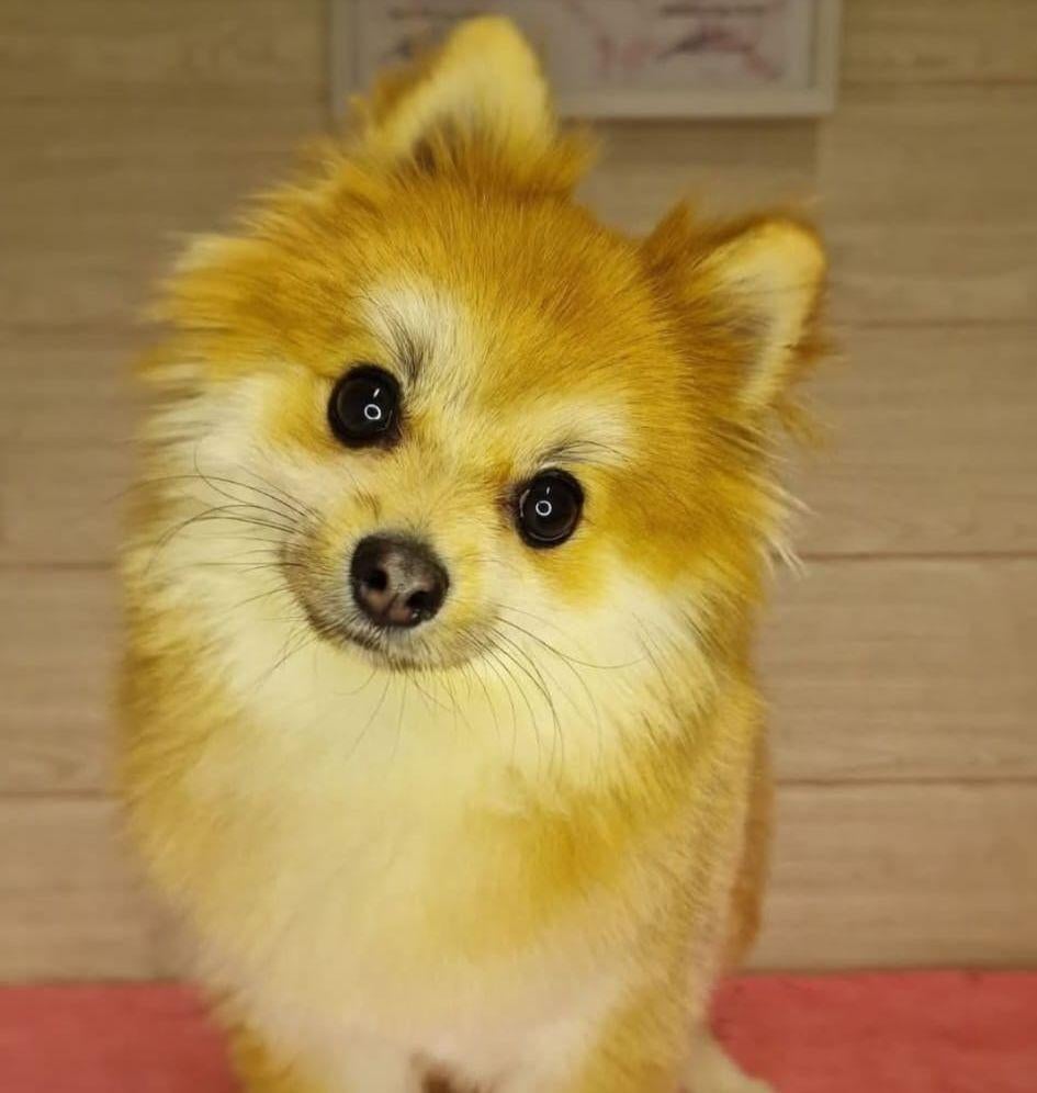 Pomeriaan/keeshondje reu, Dieren en Toebehoren, 1 tot 2 jaar, Eén hond, Nederland, Particulier