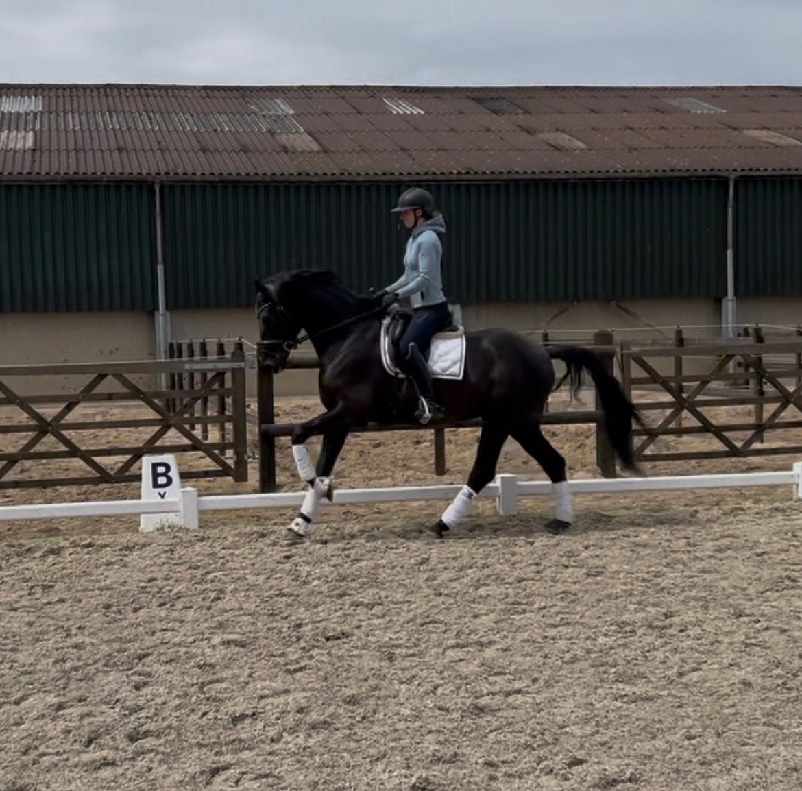 Super brave knappe ruin, Dieren en Toebehoren, Paarden, Ruin, 3 tot 6 jaar, Dressuurpaard