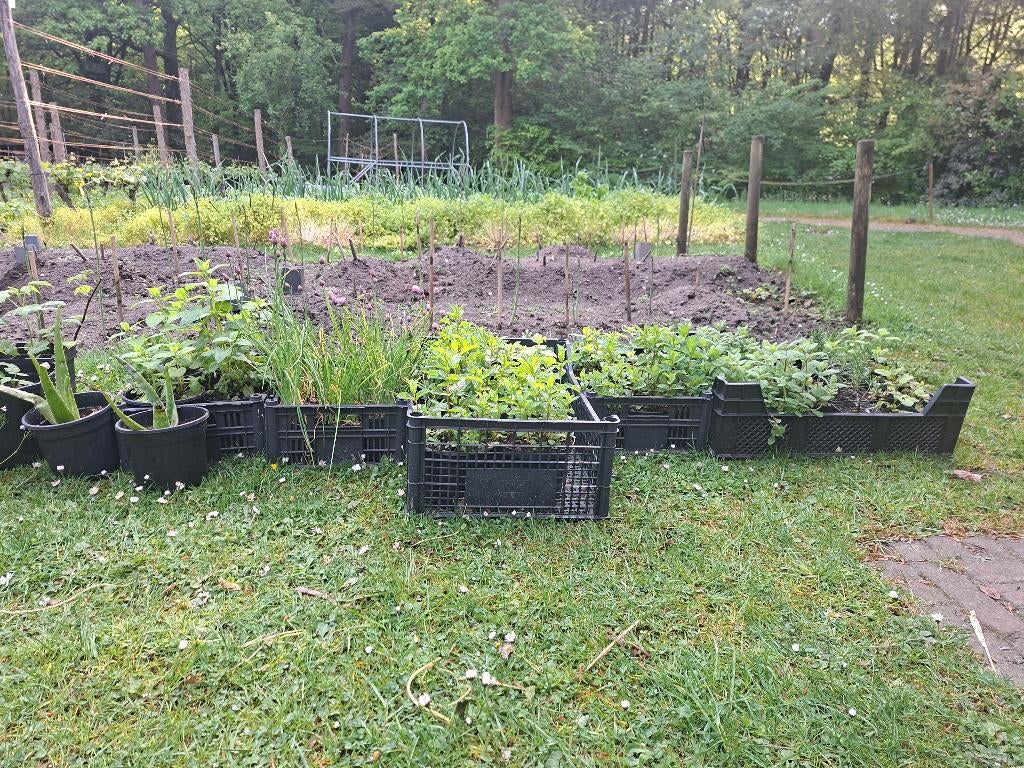 Biologische kruidenplanten,oa bieslook, rozemarijn,pepermunt, Ophalen, Volle zon, Vaste plant, Kruiden