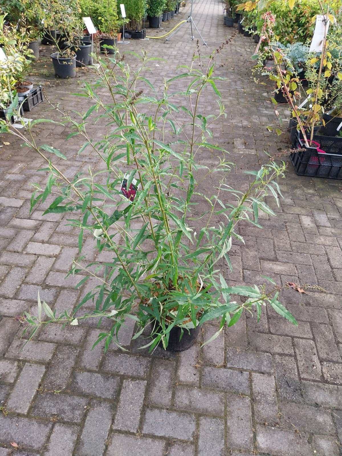 Grote Vlinderstruiken in diverse kleuren, Volle zon, Vaste plant, Zomer, Ophalen