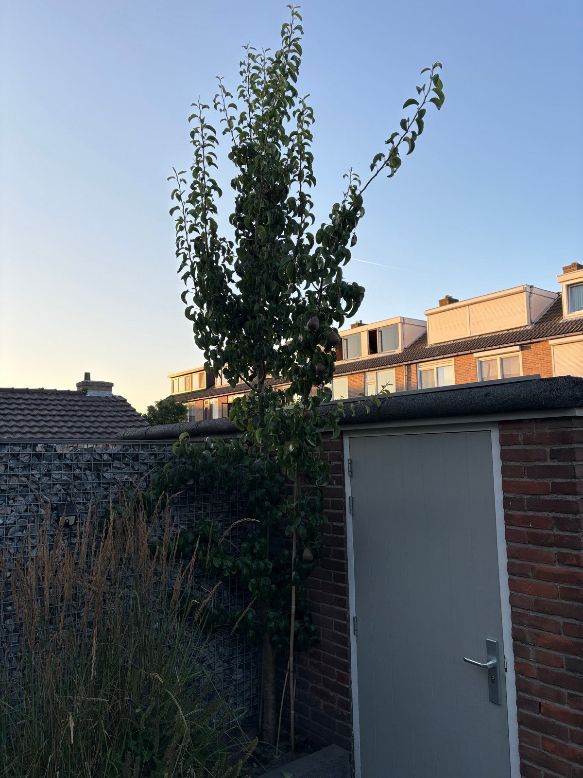 Mooie Perenboom voor uw tuin, Ophalen, Lente, Volle zon, Perenboom