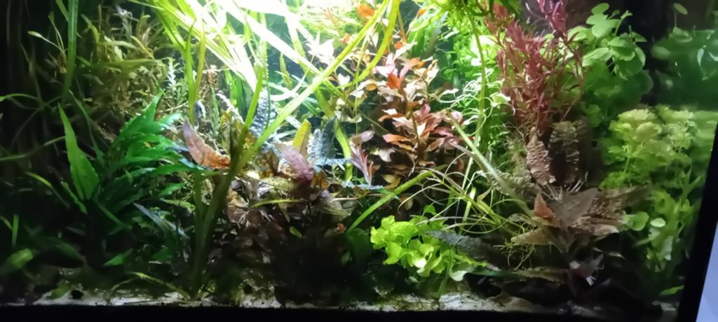 Verschillende planten €1.00 per bos alleen ophalen, Dieren en Toebehoren, Ophalen, Plant(en), Steen of Hout