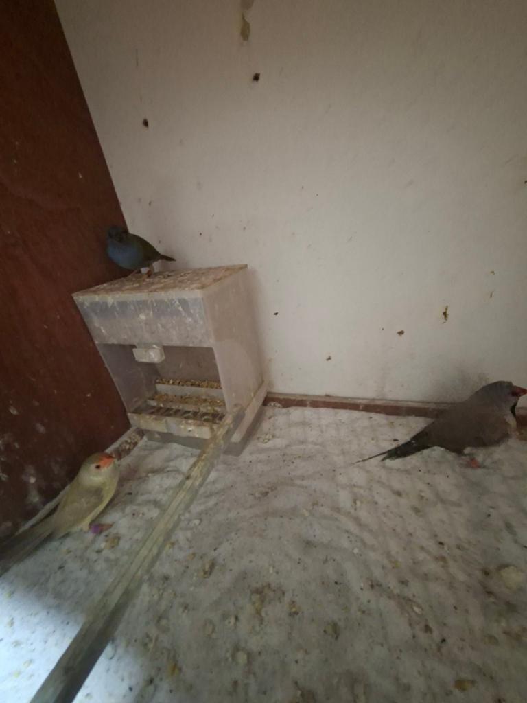 Papegaaiamadine & spitsstaartamadine man binsenastrilde pop, Meerdere dieren