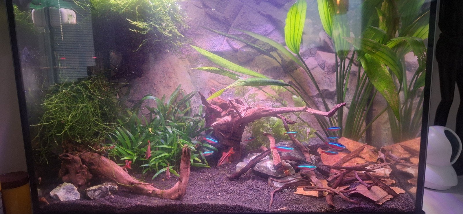 Aquarium juwel 70, Ophalen