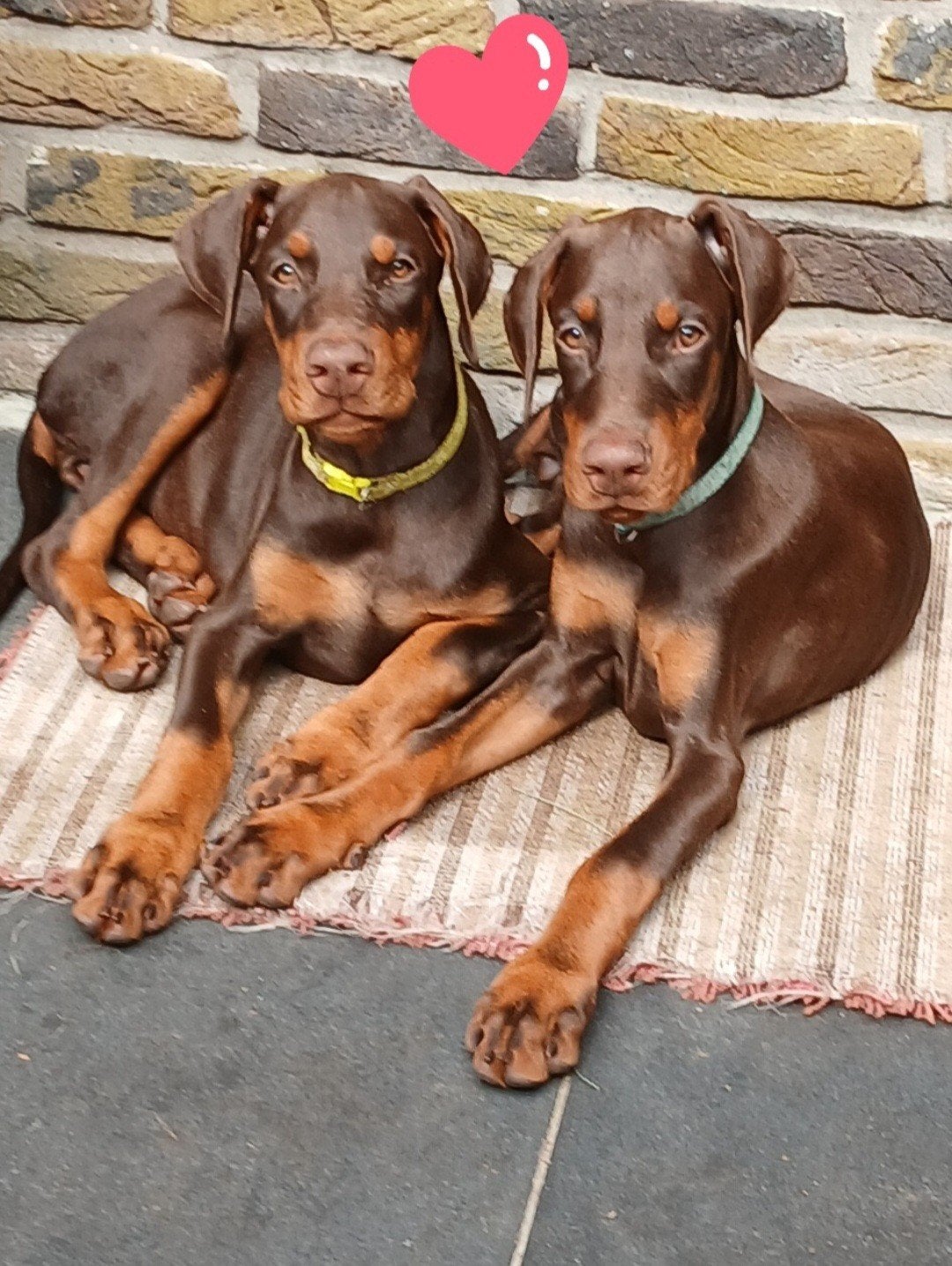 Moeten met spoed weg 2 dobermann teefjes, Dieren en Toebehoren, CDV (hondenziekte), 8 tot 15 weken, Meerdere, Meerdere dieren