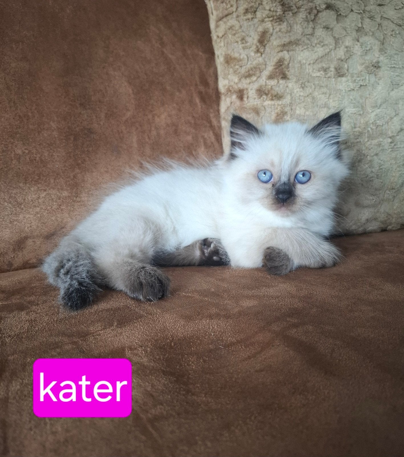 ragdoll kittens ( alleen poesje 1 en 2 beschikbaar), Dieren en Toebehoren, Katten en Kittens | Raskatten | Langhaar, Meerdere dieren