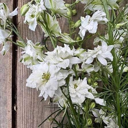 Zaden Delphinium consolida wit, Ophalen of Verzenden, Volle zon