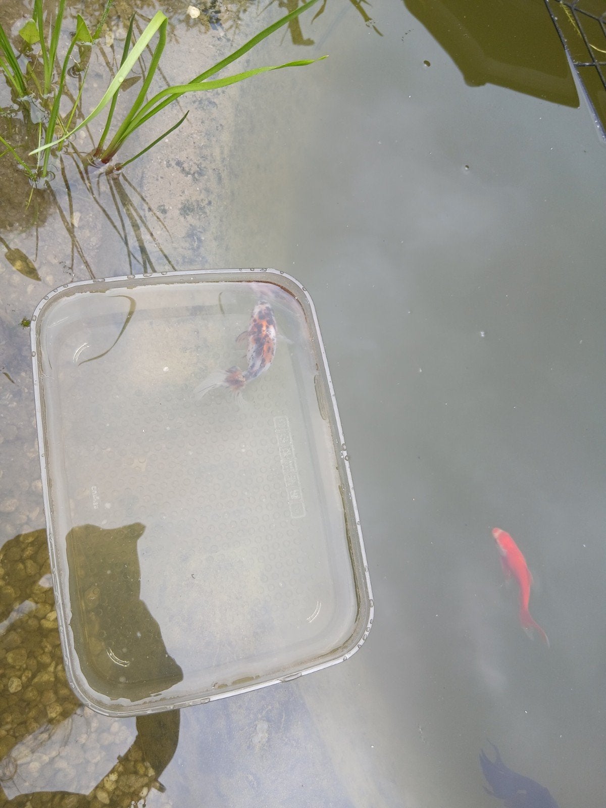 Sluierstaart vis, Karper of Koi