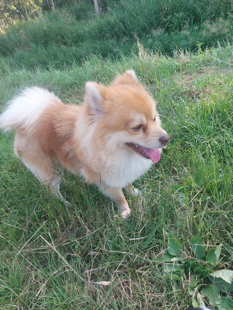 Pomsky, 1 tot 2 jaar, Eén hond, Nederland, Particulier