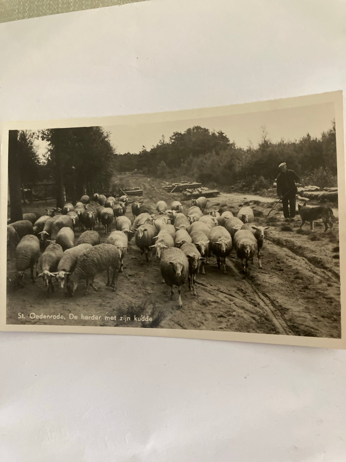 Oude Ansichtkaart St. Oedenrode - Herder met kudde, Ophalen of Verzenden, 1920 tot 1940, Ongelopen, Noord-Brabant