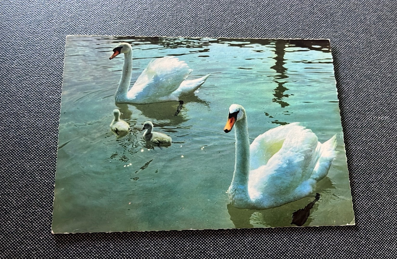Zwanen met jongen, Ophalen of Verzenden, 1960 tot 1980, Ongelopen, Vogel