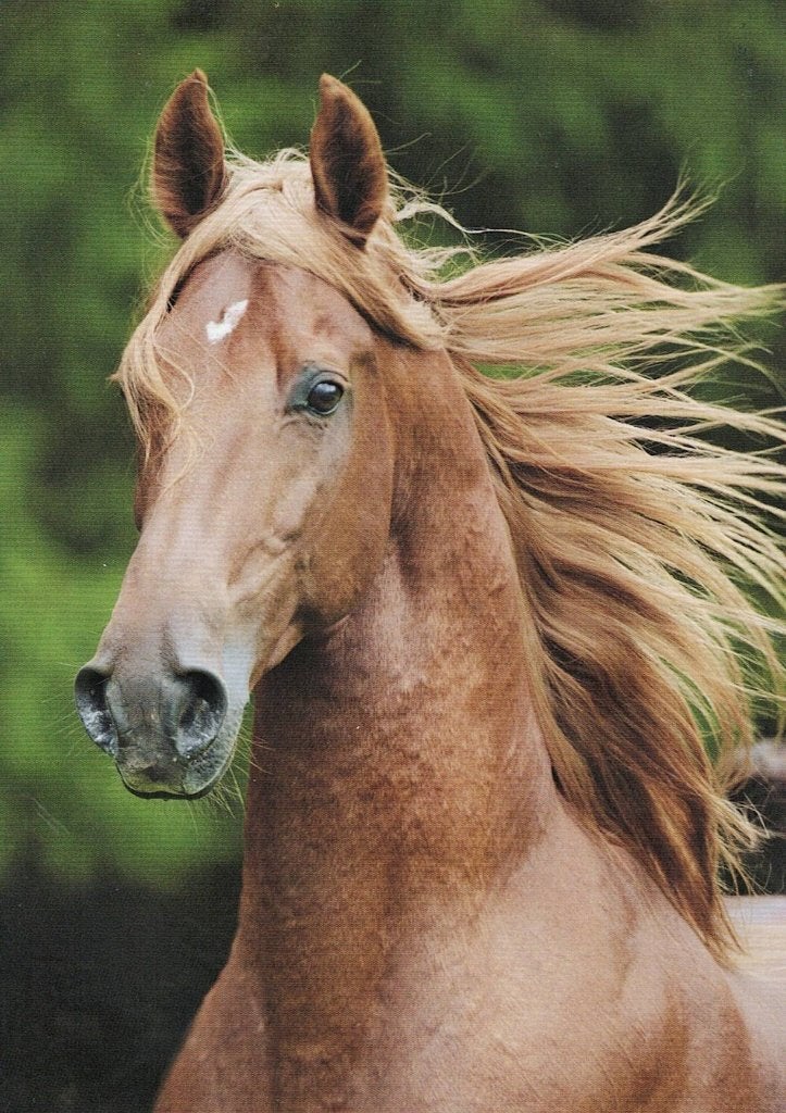 American  Saddiebred 340, Verzenden, 1980 tot heden, Ongelopen, Paard