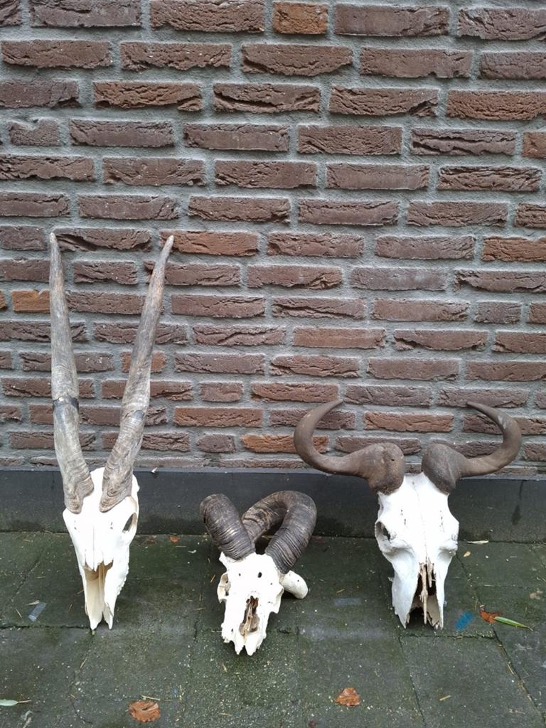 3x schedel met hoorns taxidermy opgezette jacht curiosa hert, Verzamelen, Dierenverzamelingen, Ophalen, Wild dier, Schedel