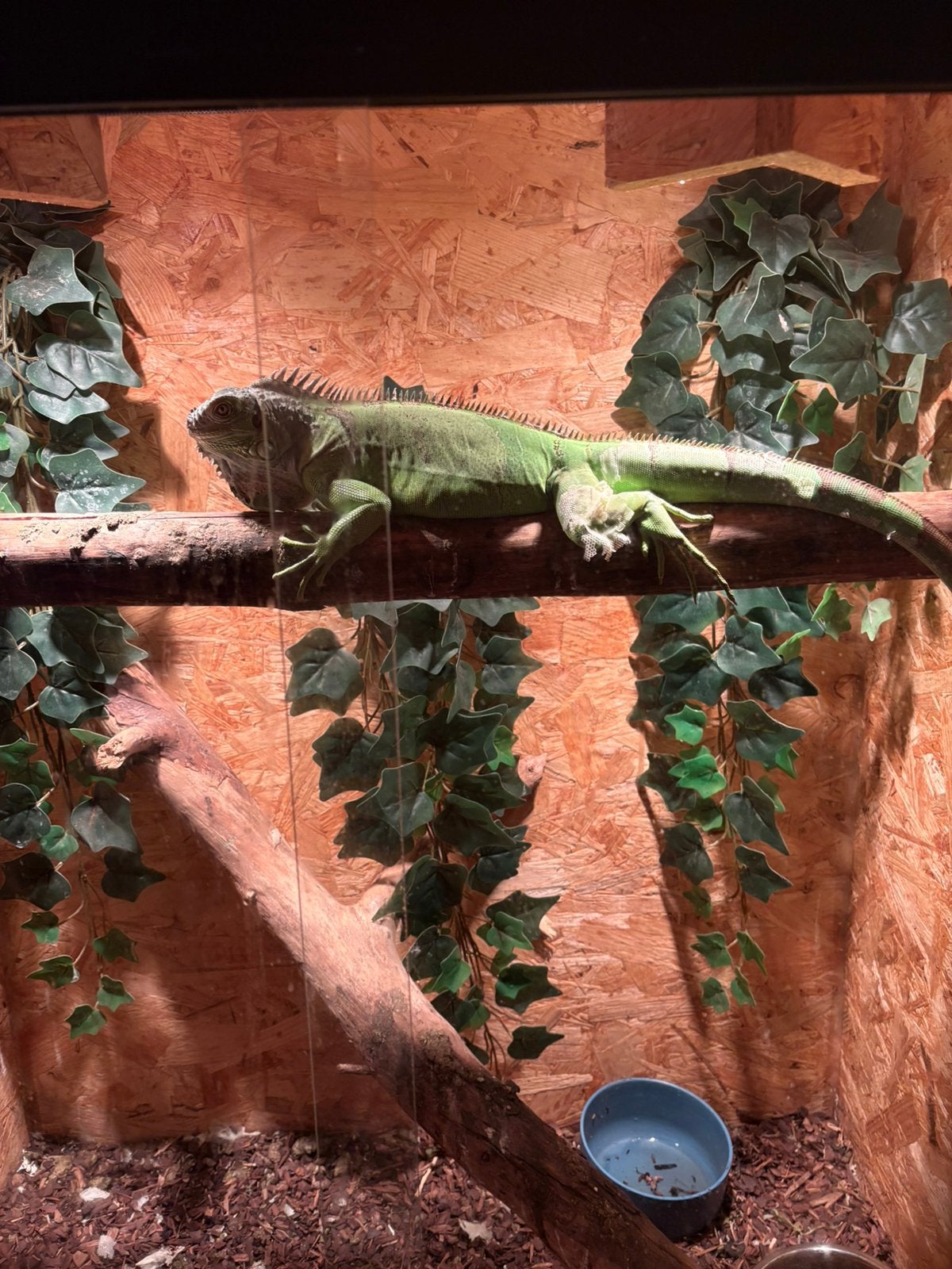 Leguaan, Dieren en Toebehoren, Reptielen en Amfibieën, 0 tot 2 jaar