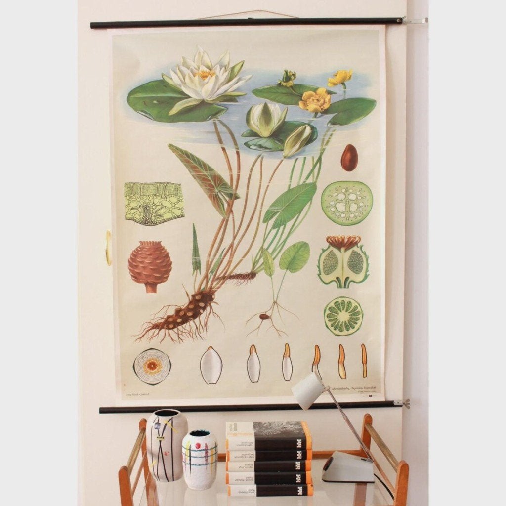 Waterlelie, Ophalen of Verzenden, Natuur en Biologie