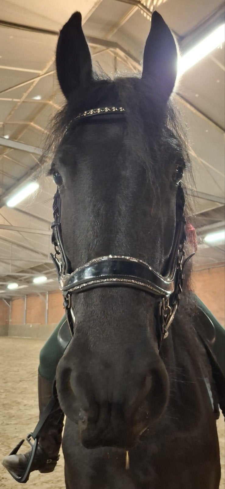 friese merrie met veel potentie, Merrie, B, Dressuurpaard, 3 tot 6 jaar
