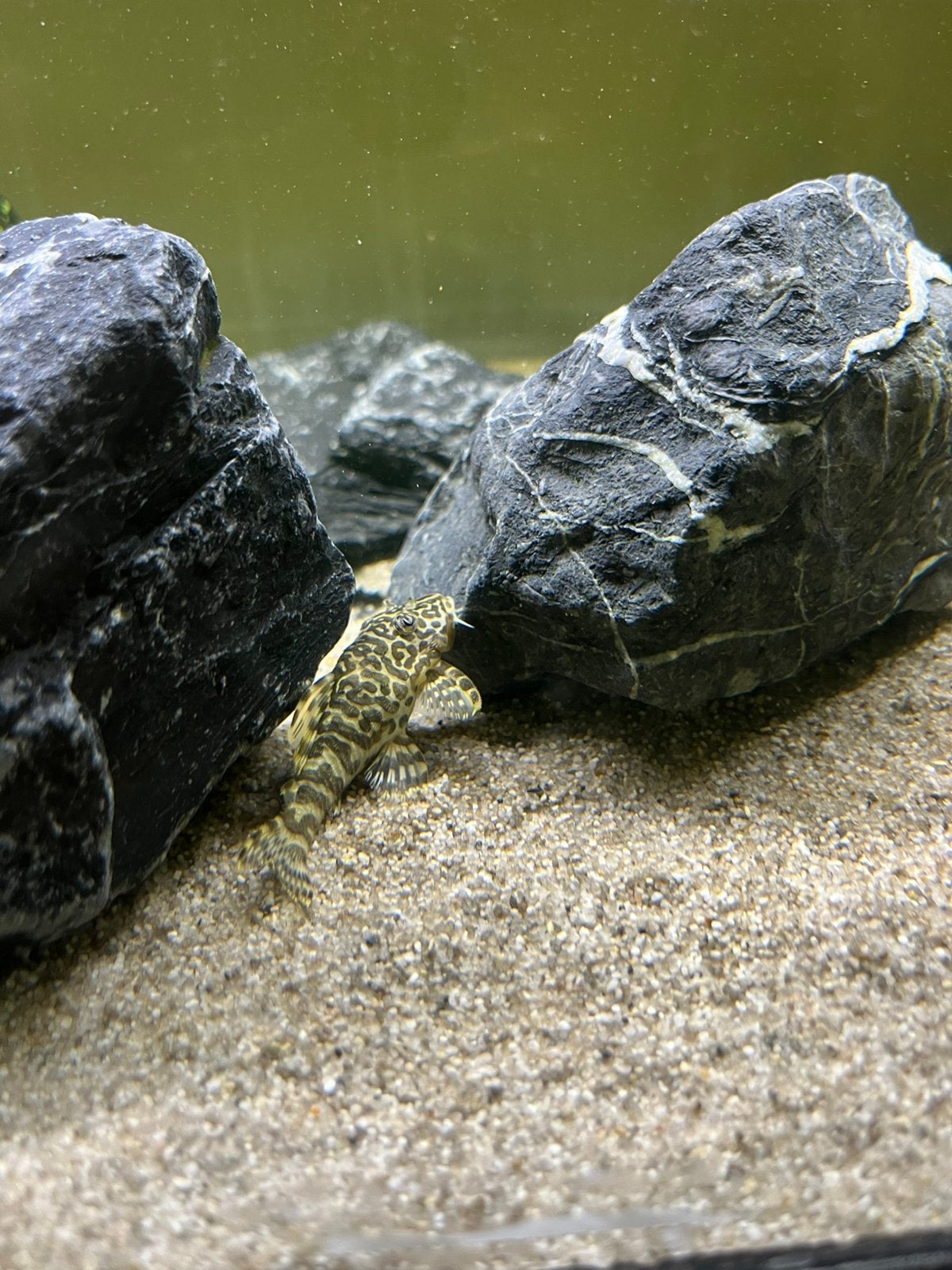 L134 Frog pleco, Vis