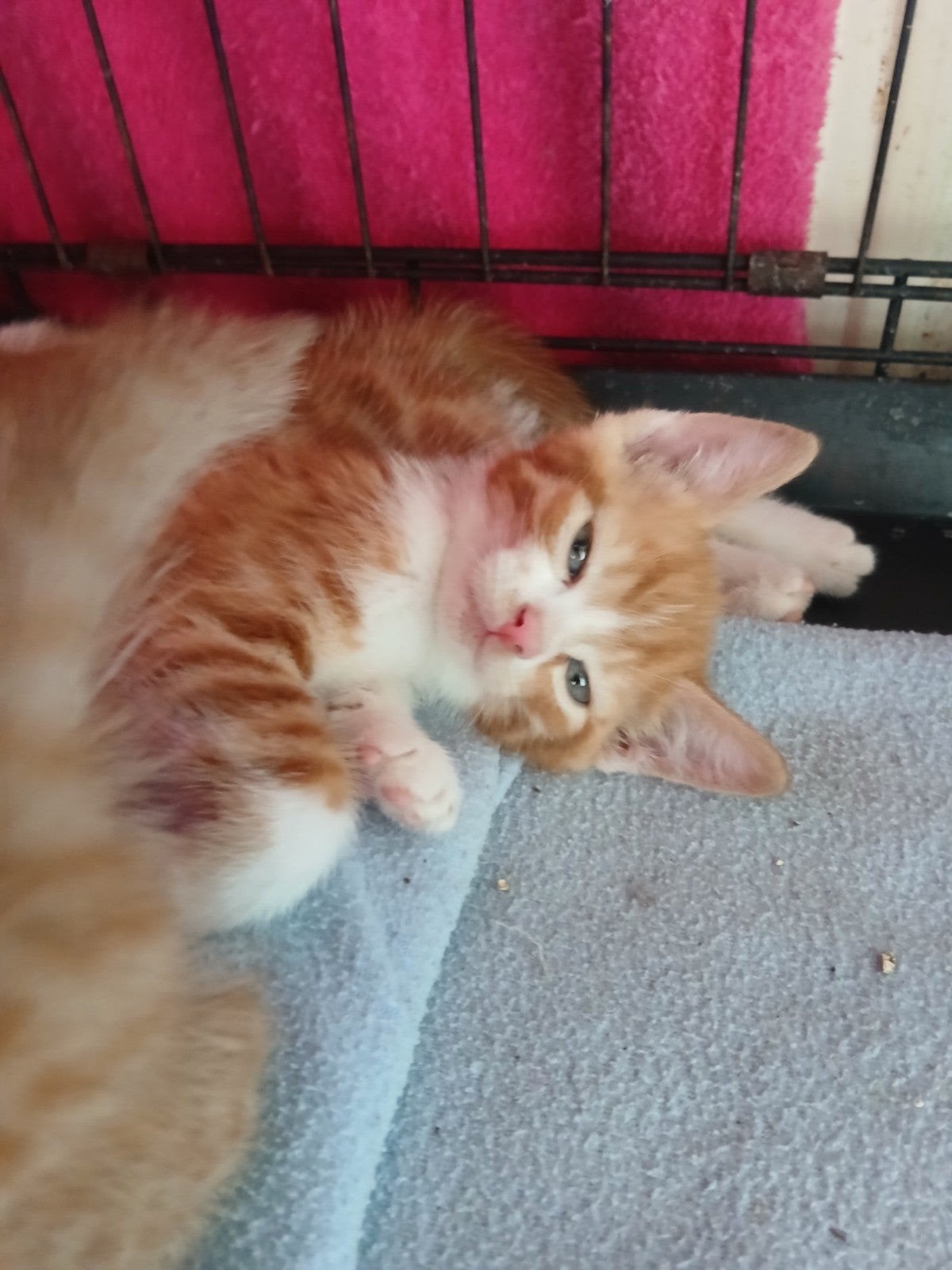 Lieve rode katerjes, poesjes ,kittens ( van de boerderij), Dieren en Toebehoren, Meerdere dieren, Ontwormd, 0 tot 2 jaar