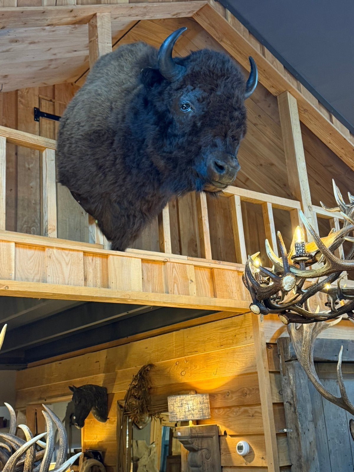 Opgezette Bizon. Nieuw. Preparaat taxidermie opgezet, Verzamelen, Dierenverzamelingen, Ophalen, Nieuw, Wild dier, Opgezet dier