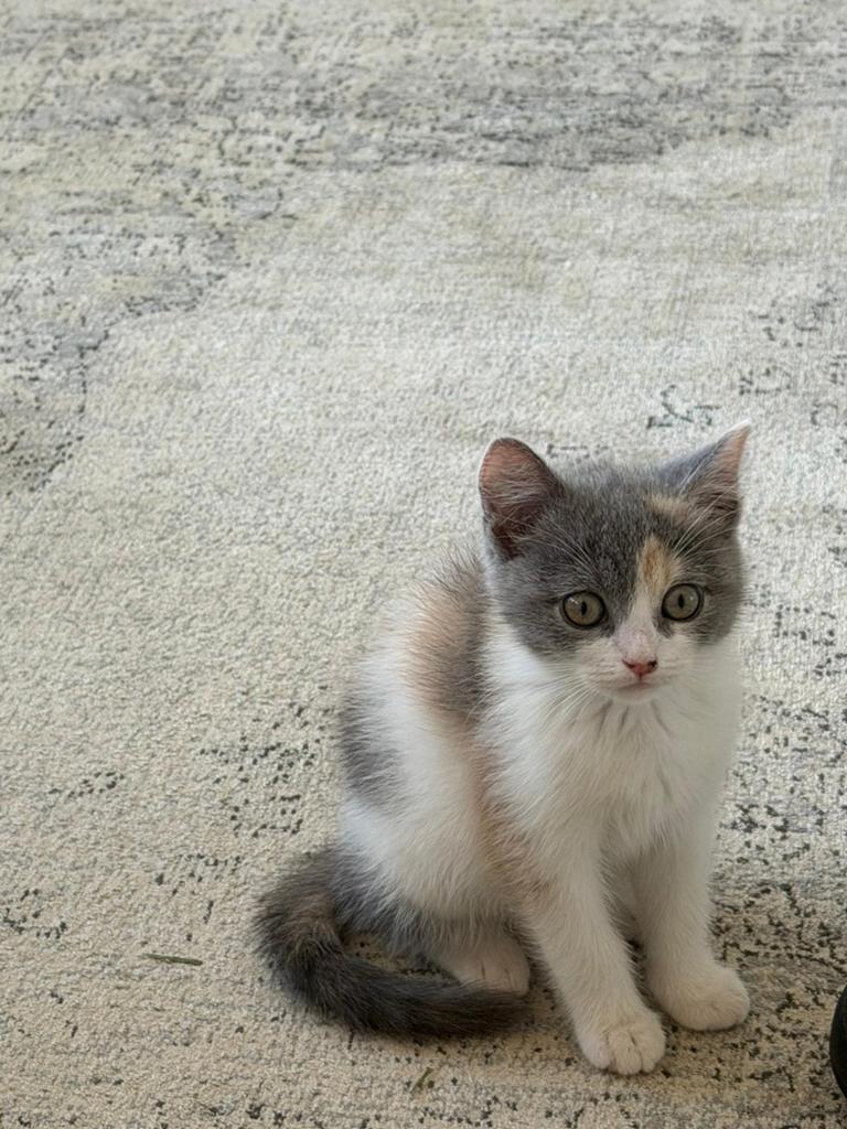 Britse korthaar kitten, Dieren en Toebehoren, Katten en Kittens | Raskatten | Langhaar, Poes