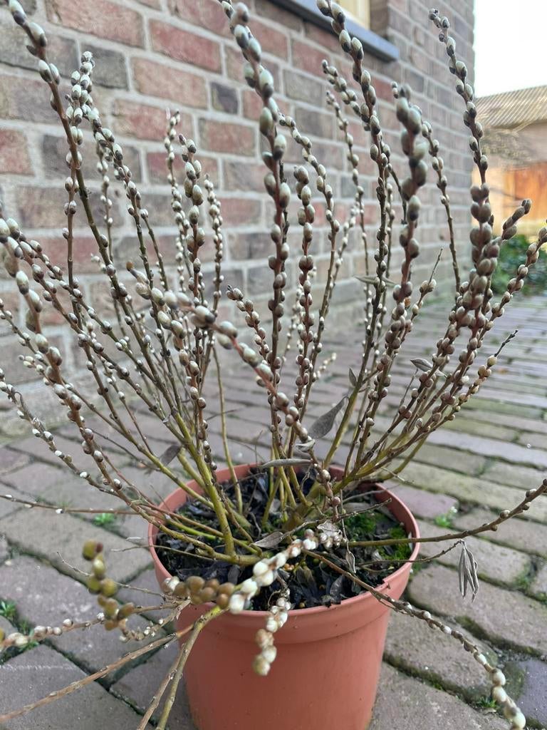 Japanse dwergwilg, Volle zon, Vaste plant, Lente, Ophalen