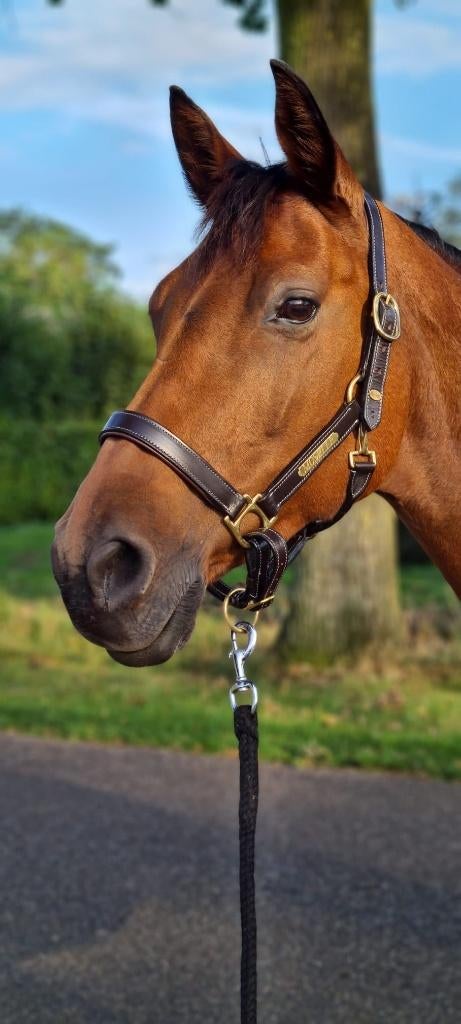 Bruin leren Halster Maat Pony, Dieren en Toebehoren, Ophalen of Verzenden, Nieuw