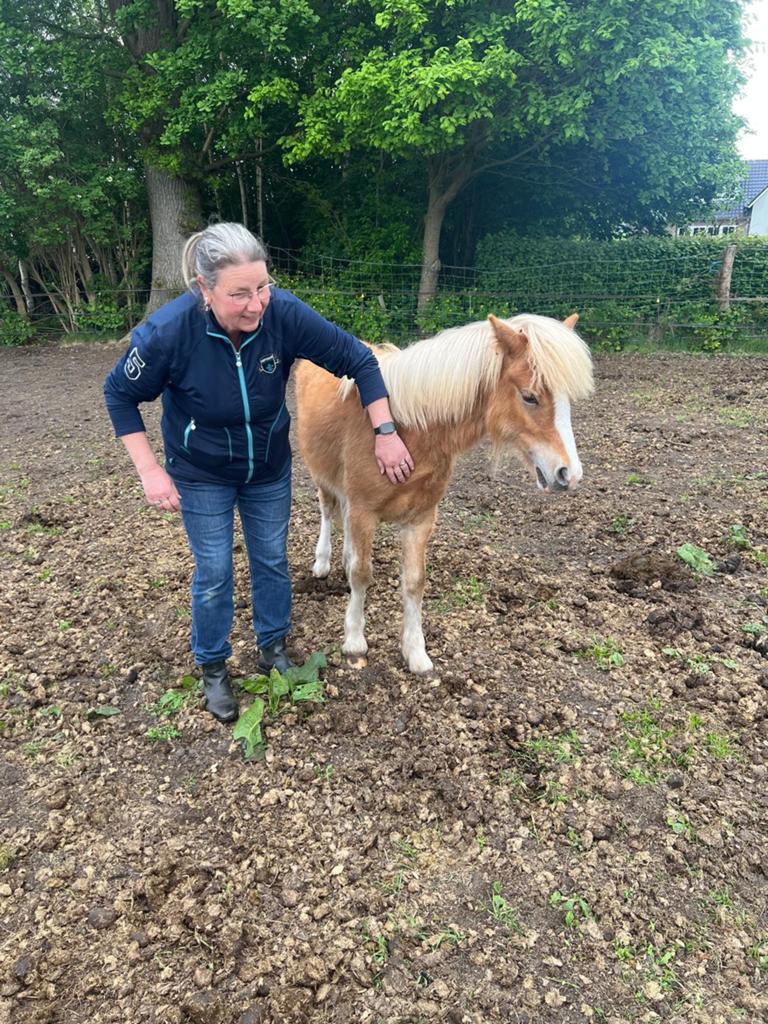 Mooie welsh a hengst., Dieren en Toebehoren, Paarden, Met stamboom, Minder dan 160 cm, Dressuurpaard, 0 tot 2 jaar