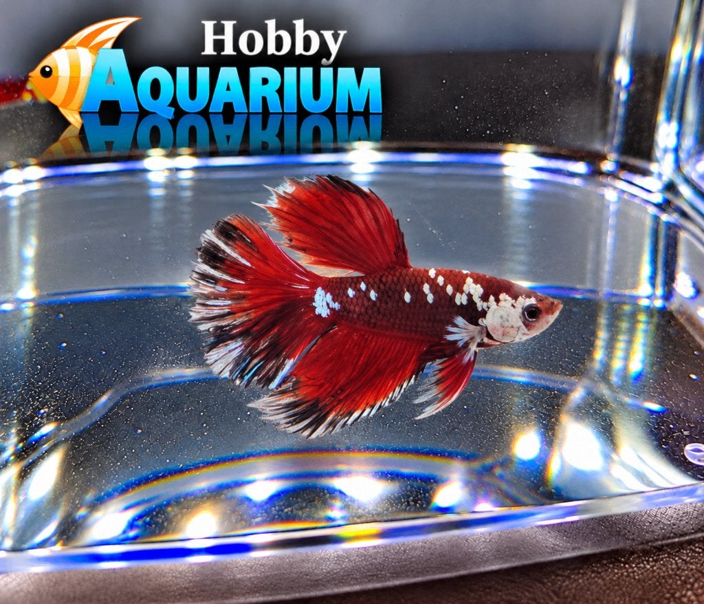 Hobbyaquarium  Betta SP Halfmoon Red Samurai, Vis, Zoetwatervis