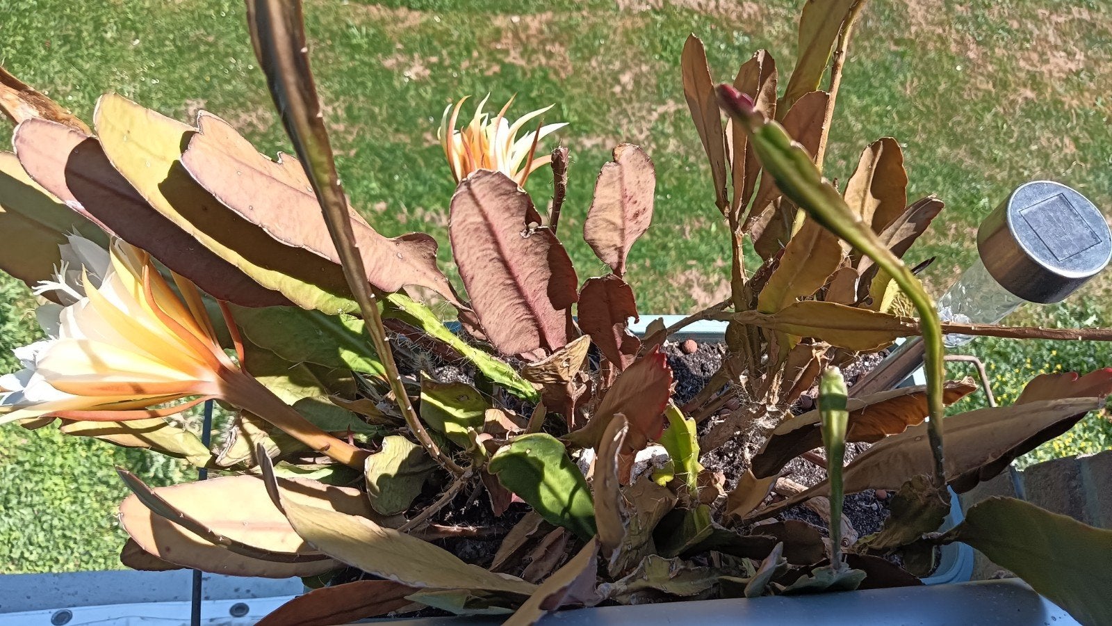 Epiphyllum (Orchideeën Cactus) - Prachtige Bloeier, Tuin en Terras, Planten | Tuinplanten, Ophalen, Overige soorten, Volle zon