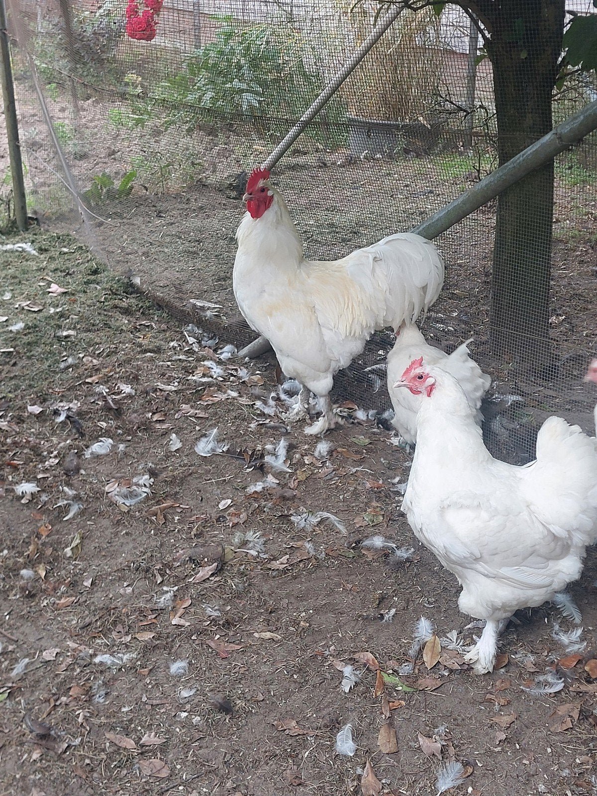Croad Langshan haan wit, Dieren en Toebehoren, Pluimvee, Mannelijk, Kip