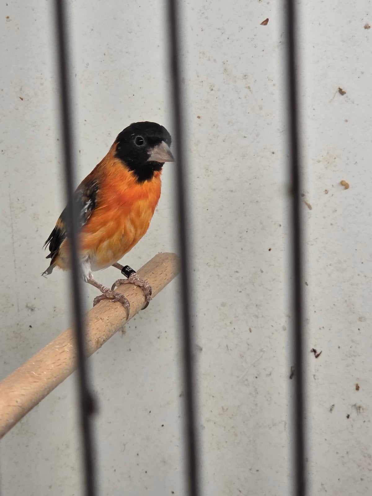 Koppel Kapoetsensijs 2025, Meerdere dieren, Wildzangvogel, Geringd
