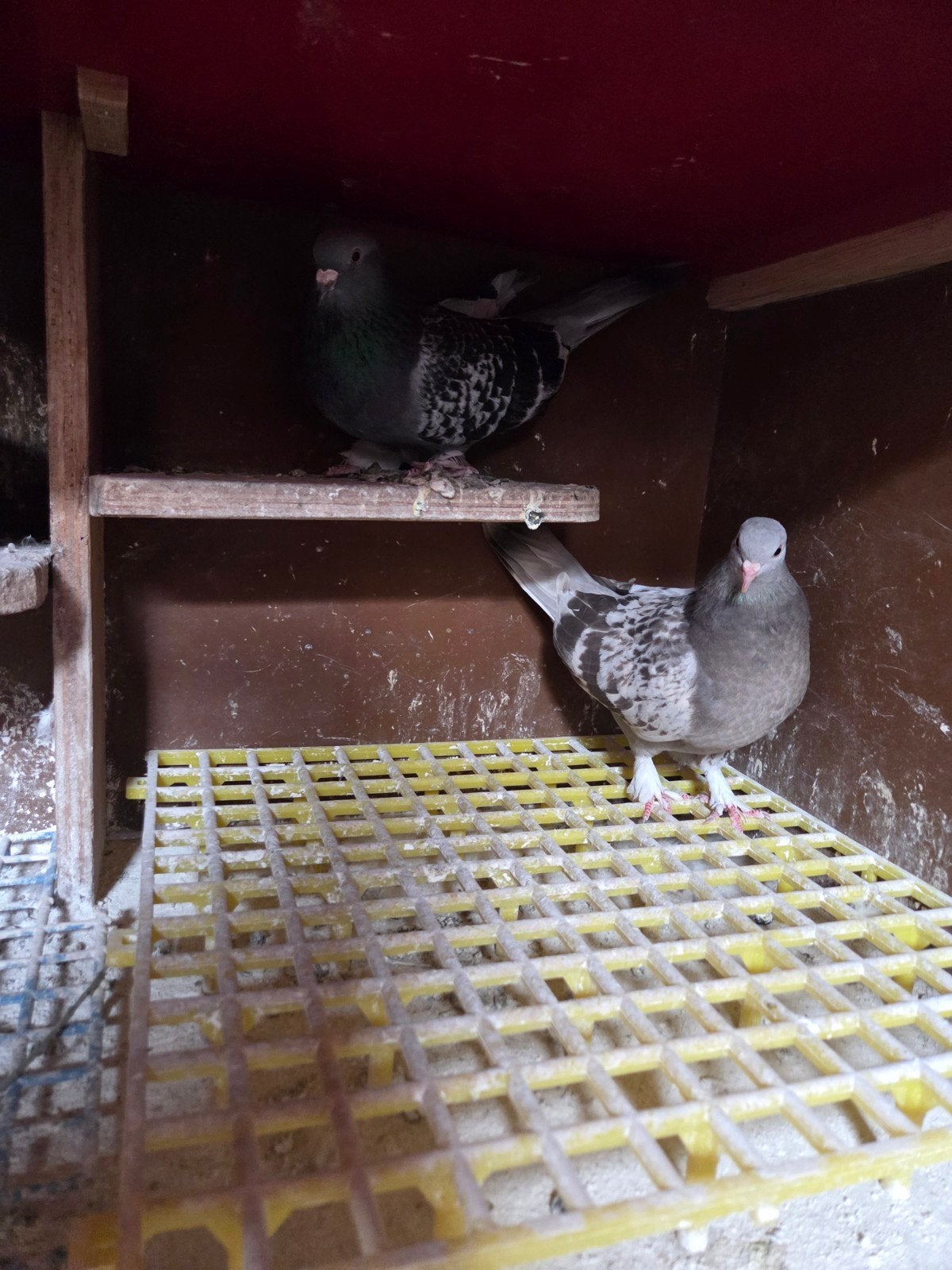 Takla, Meerdere dieren, Postduif