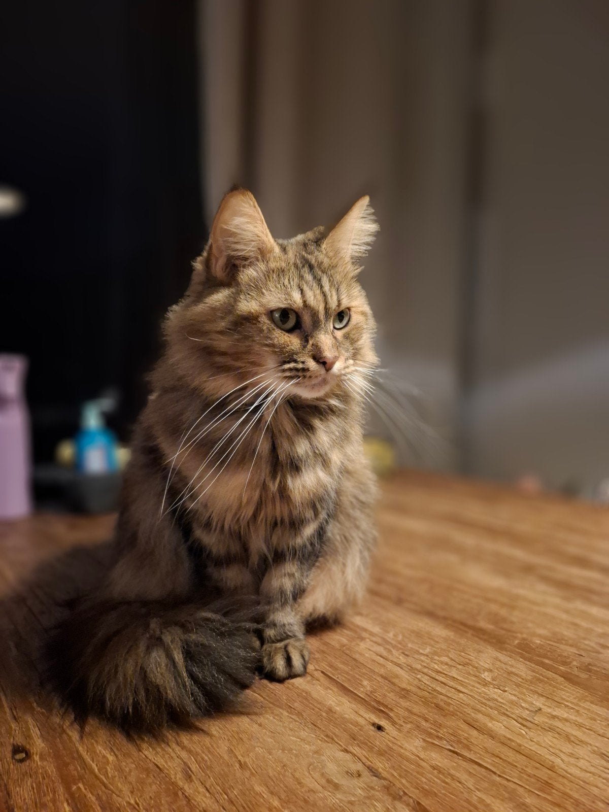 main coon poes, Dieren en Toebehoren, Poes, Gechipt, 6 jaar of ouder