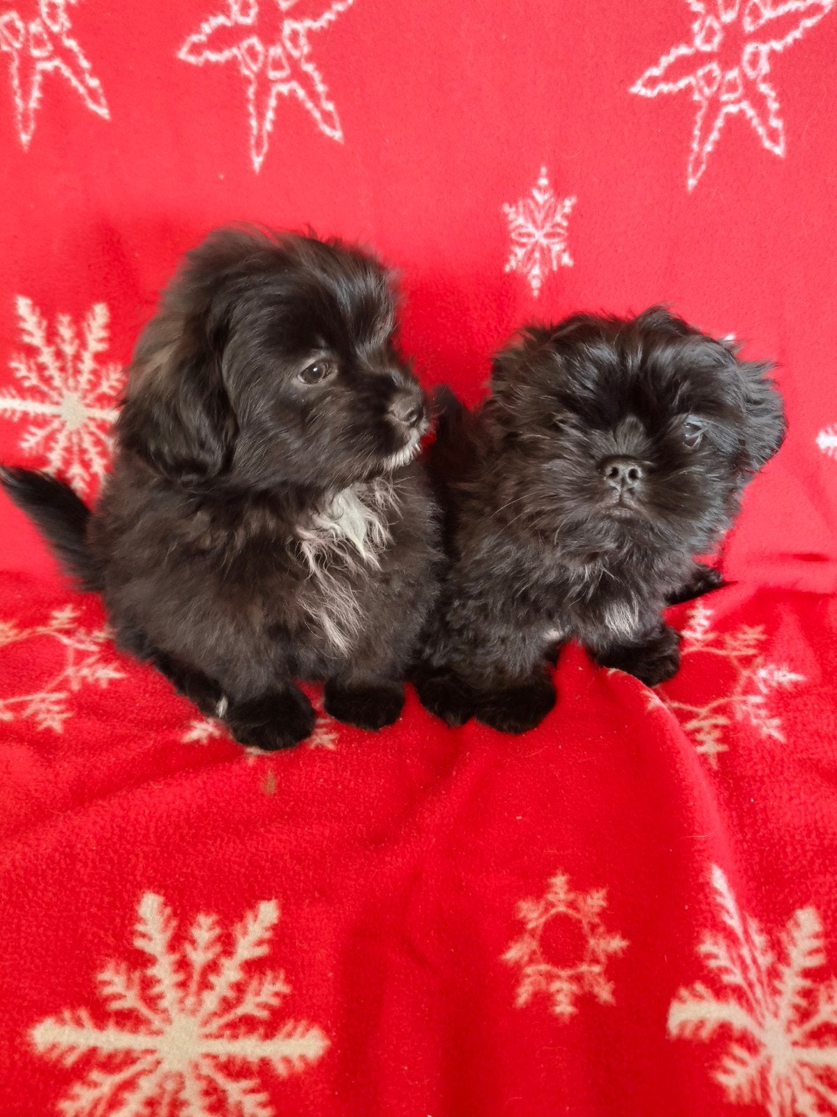 Te koop Boomer Pomeriaan pups, Dieren en Toebehoren, Overige rassen, Meerdere, Meerdere dieren, Nederland