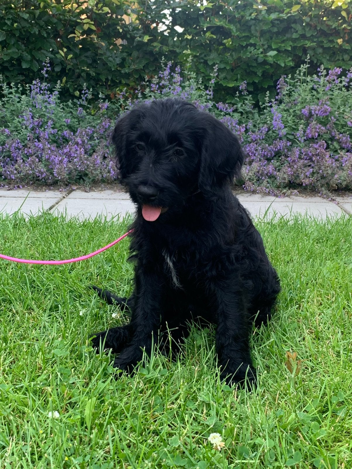 Labradoodle pups, Overige rassen, 8 tot 15 weken, Parvo, Meerdere